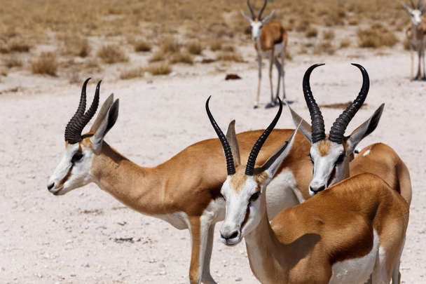 herd of springbok in Etosha - Photo, Image