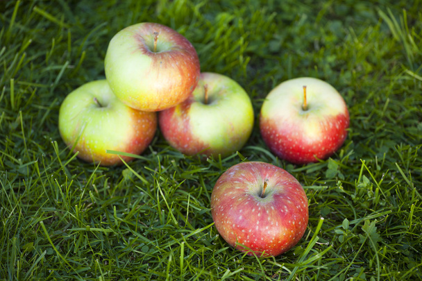Fresh apples - Foto, imagen