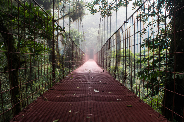 Walk bridge through raining forest - Фото, зображення