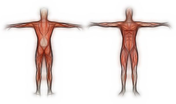 Человеческая анатомия - Мужские мышцы, сделанные в 3D программного обеспечения
 - Фото, изображение
