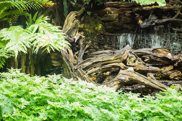 Minimal tropical garden with waterfall - Photo, Image