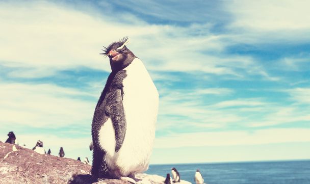 Rockhopper pingwiny w Argentynie - Zdjęcie, obraz