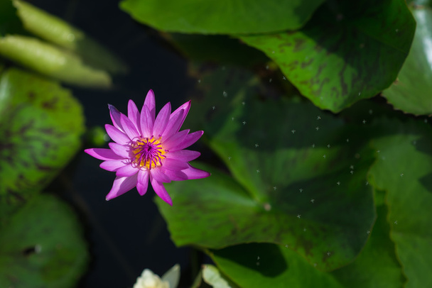 Szép lotus agyagedények - Fotó, kép