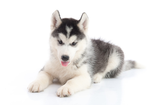 白い背景の上に横たわるシベリアン ・ ハスキー子犬  - 写真・画像