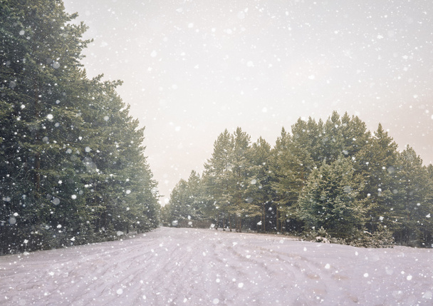 Зимний пейзаж со снегом - Фото, изображение