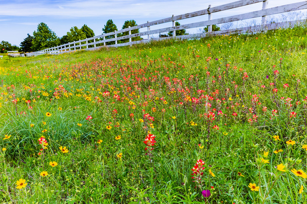 Pomarańczowy Indian pędzel i inne kwiaty w polu Texas  - Zdjęcie, obraz