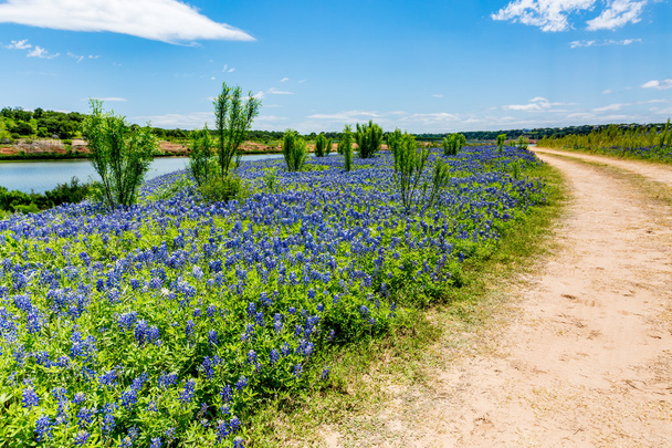 Oude Texas onverharde weg op gebied van Texas Bluebonnet Wildflowers - Foto, afbeelding