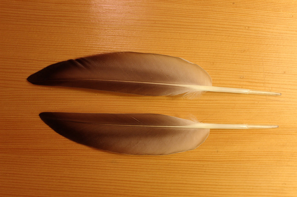 Dvě pera peří z kachny (Anas platyrhynchos) - Fotografie, Obrázek
