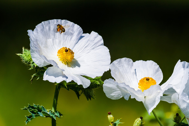 Nahaufnahme einer fliegenden Honigbiene auf einer weißen stacheligen Mohnblüte - Foto, Bild