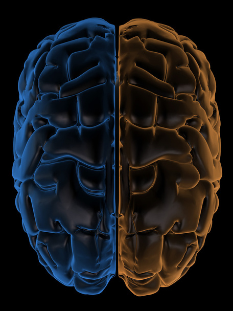 Hémisphères du cerveau vue de dessus
 - Photo, image