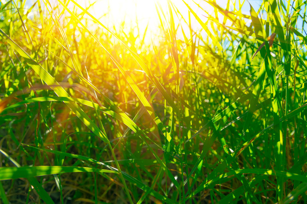 beautiful green grass - Zdjęcie, obraz