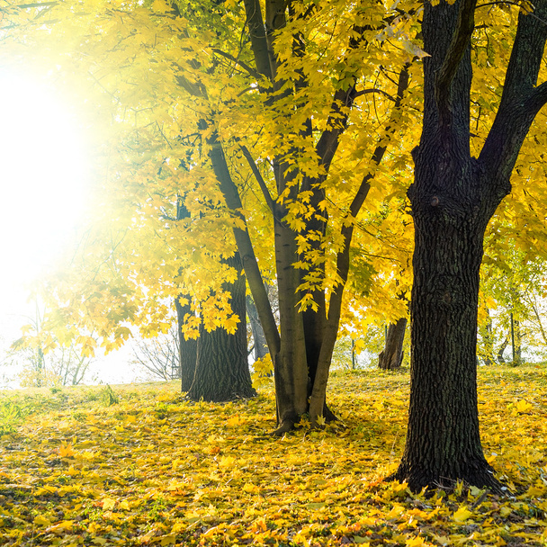 Hintergrund der Herbstlandschaft - Foto, Bild