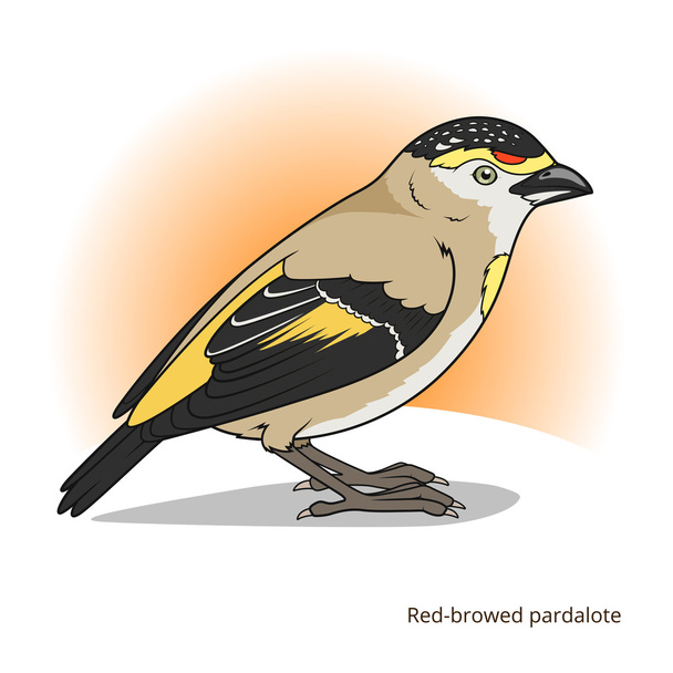 Red browed pardalote bird educational game vector - Vetor, Imagem