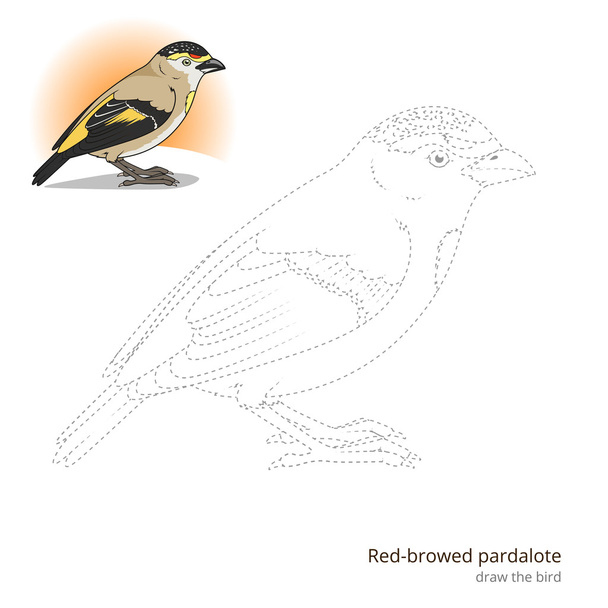Red browed pardalote bird learn to draw vector - Vetor, Imagem