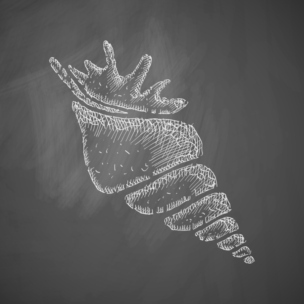 Hand drawn shell icon - Вектор, зображення