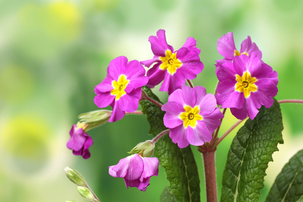 Beautiful purple primrose on green background - Photo, Image