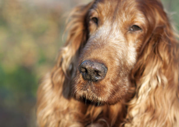 Dog nose and muzzle - Foto, Bild