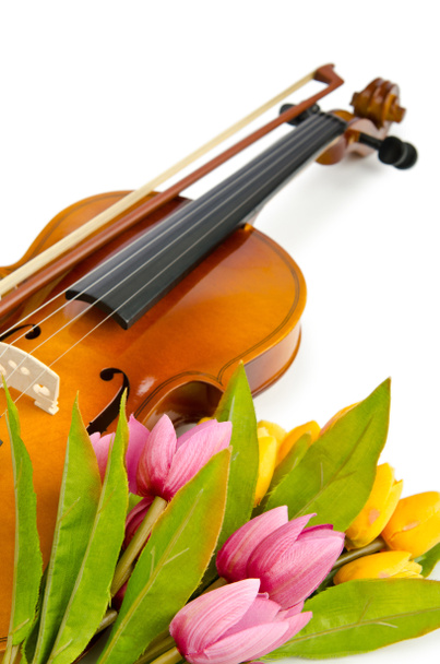 Violin and tulip flowers on white - Photo, Image