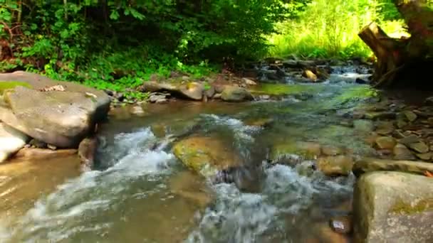 mountain stream in the forest - 映像、動画