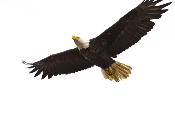Águila calva volando
 - Foto, Imagen
