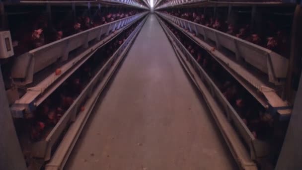 produkce organické kuřecí továrna a hnojiva - Záběry, video
