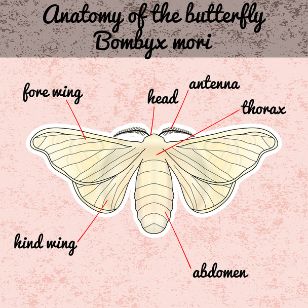 Insektenanatomie. Aufkleber Schmetterling Bombyx mori. Skizze eines Schmetterlings. Schmetterling-Design für Malbuch. Handgezeichneter Schmetterling. Vektor - Vektor, Bild