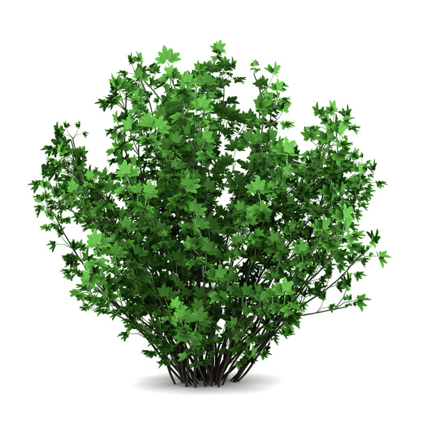 Kalina bush izolovaných na bílém pozadí - Fotografie, Obrázek