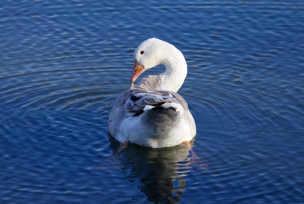 Kaunis kuva Snow Goose puhdistus hänen höyhenet
 - Valokuva, kuva