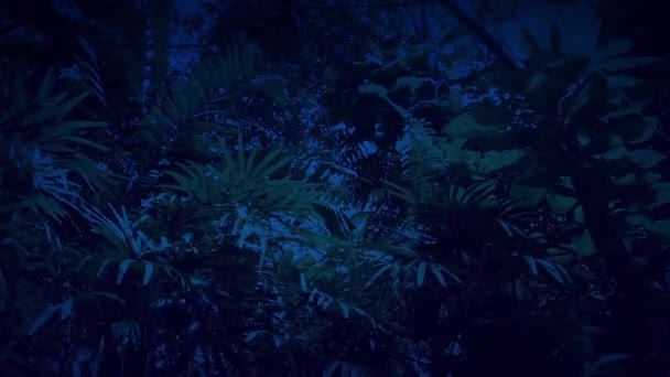Deslizamiento bajo la selva tropical Plantas y árboles en la noche
 - Metraje, vídeo
