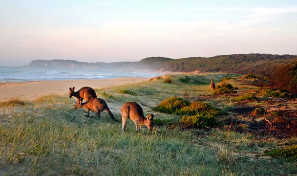 Kangaroos Grazing on the Beach - Photo, Image