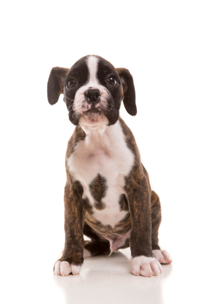 güzel boxer köpek yavrusu - Fotoğraf, Görsel