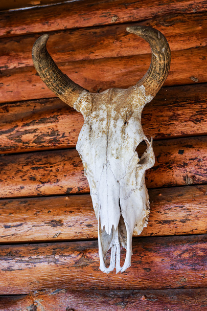 Chifre de vaca e crânio na textura da madeira
 - Foto, Imagem