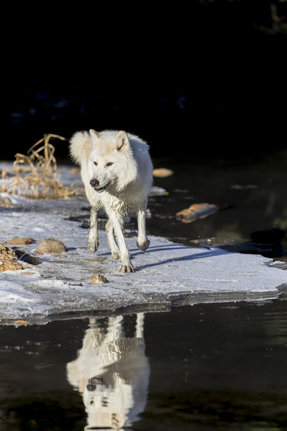Lobos árticos cerca del agua
 - Foto, Imagen