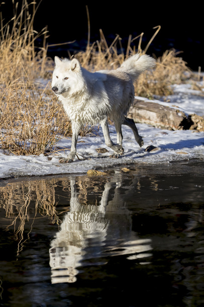 Lobos árticos cerca del agua
 - Foto, Imagen