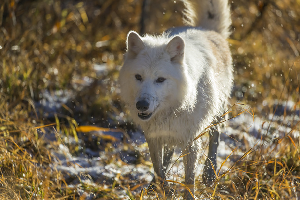 水の近く北極オオカミ - 写真・画像