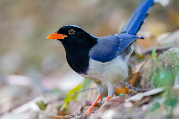 Retrato de pájaro - Urraca azul
 - Foto, Imagen