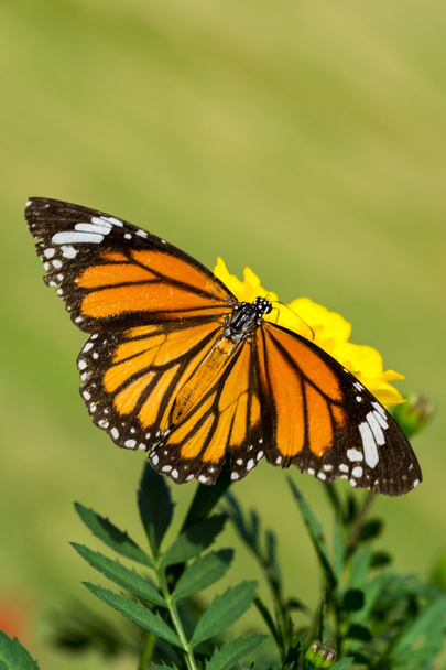 Detailní motýlek na žlutý květ (společné tygr motýl) - Fotografie, Obrázek