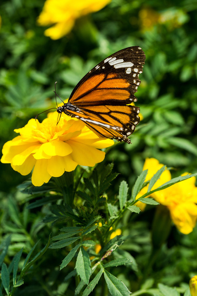Крупним планом метелик на жовтій квітці (загальний тигр метелик
) - Фото, зображення