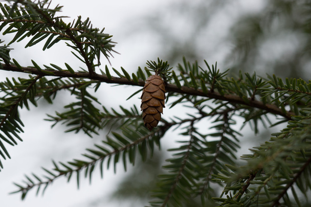 Branches et cônes de sapin dans les gouttes de pluie
. - Photo, image