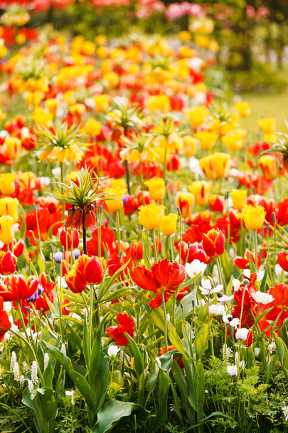 jarní zahrada s květinami - Fotografie, Obrázek