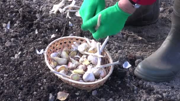 Woman senior cleaning garlics and preparing to plant them - Footage, Video
