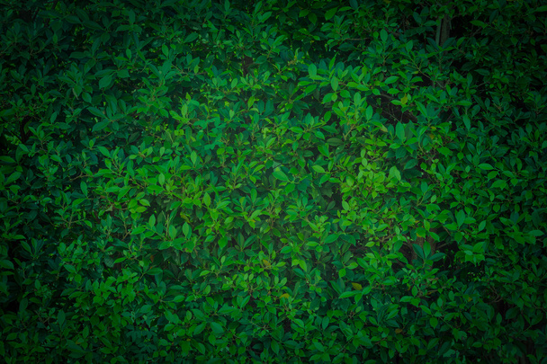 Zelené listy stěny pozadí - Fotografie, Obrázek