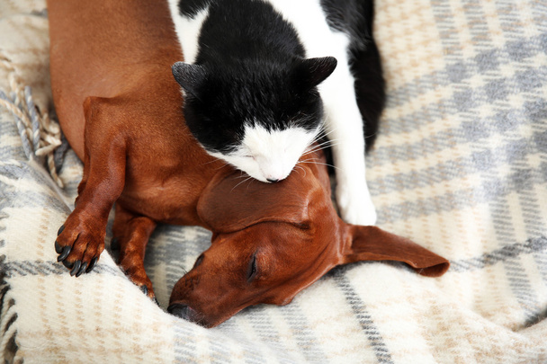 Beautiful cat and dachshund dog on plaid - Foto, immagini