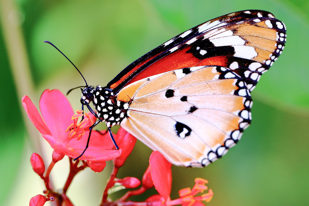 Monarca colorido Butterfl
 - Foto, Imagem