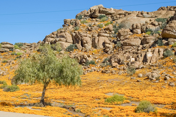 Oranssi koiranputkea Nabeep
 - Valokuva, kuva