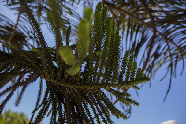 Norfolk Island pine - Photo, Image