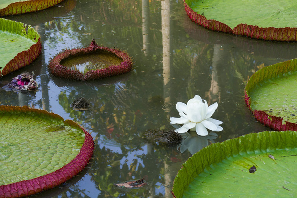 weiße Lotusseerose im Teich - Foto, Bild