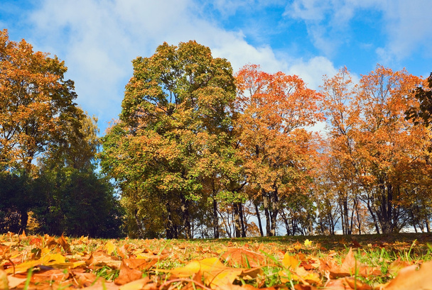 Park in autumn - Foto, Imagen