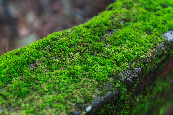 musgo verde no tijolo
 - Foto, Imagem