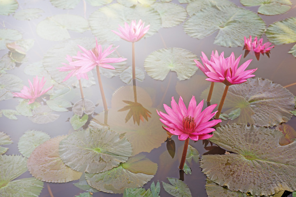 池の蓮の花 - 写真・画像